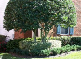 Landscaping Lakeland FL
